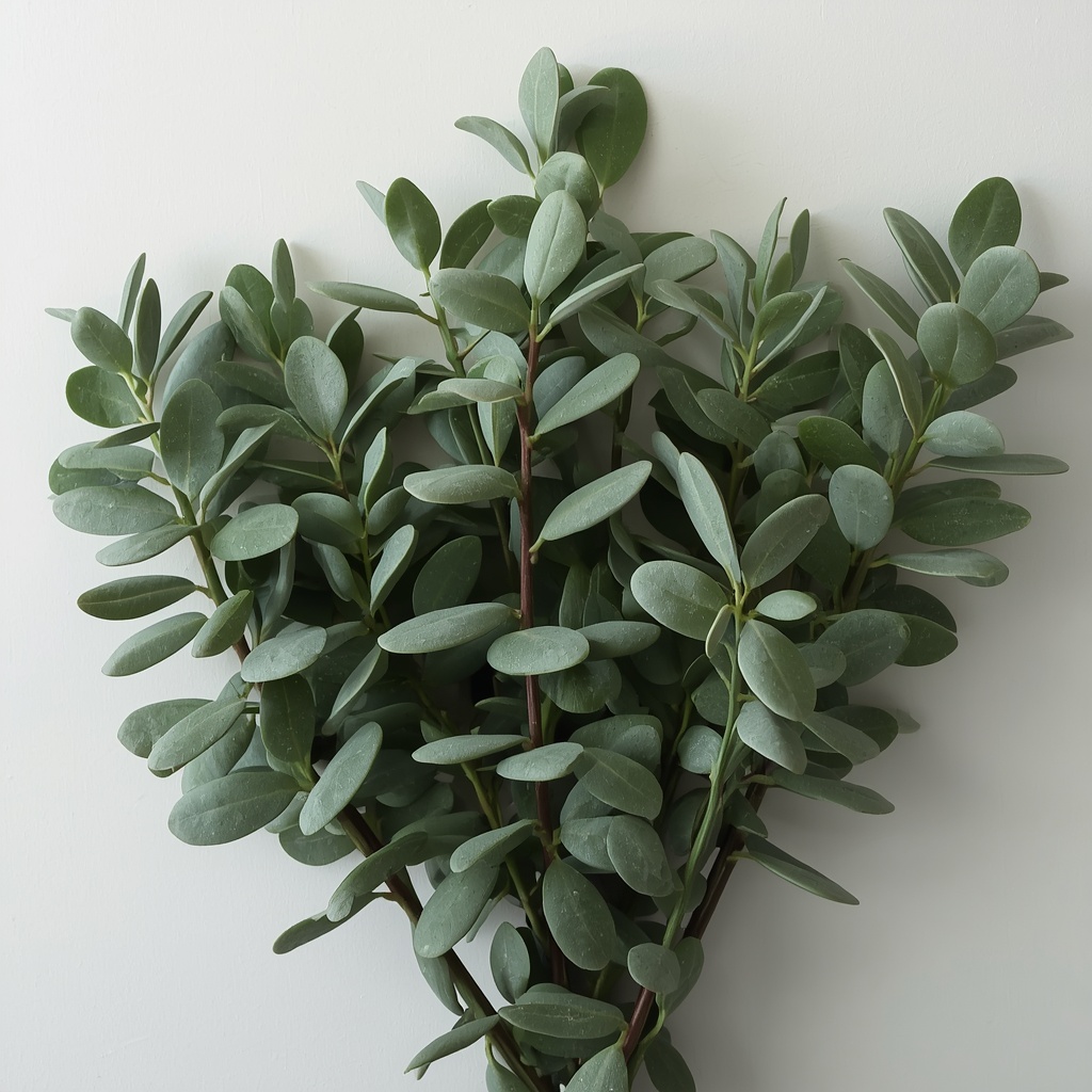 Choosing the Right Type of Eucalyptus