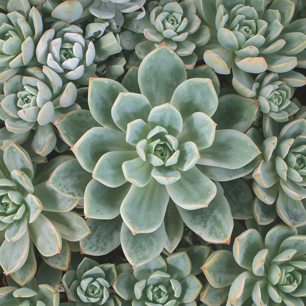 Essential Care Tips for Long-Term Success