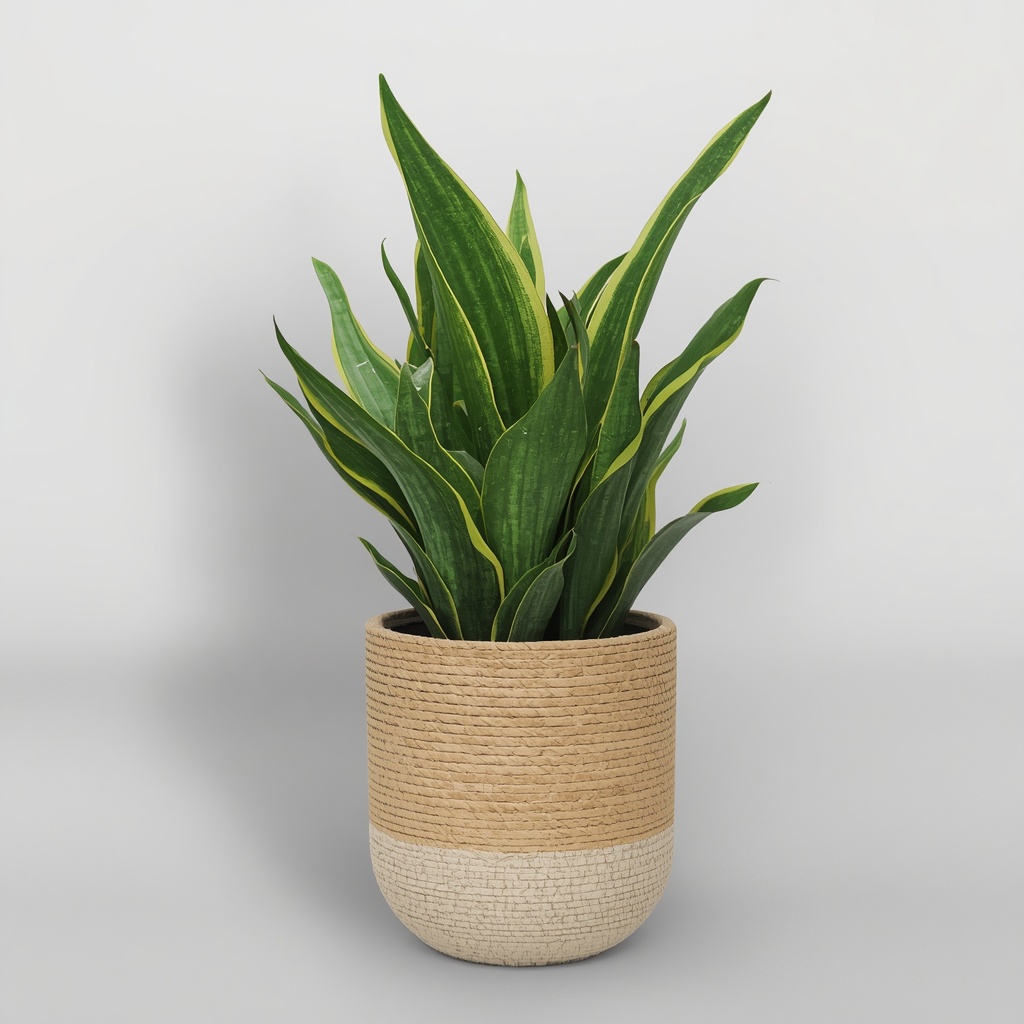 The Ultimate Guide to Snake Plants: Styling, Care, and Benefits